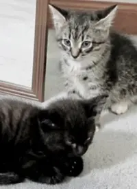 《萌宠记》：毛茸茸的治愈天堂，每一帧都藏着爱的奇迹！